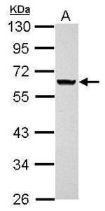 ANKRD53 Antibody in Western Blot (WB)