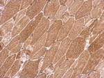 KCTD19 Antibody in Immunohistochemistry (Paraffin) (IHC (P))