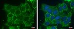 DHRS2 Antibody in Immunocytochemistry (ICC/IF)