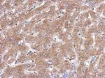 ACOT12 Antibody in Immunohistochemistry (Paraffin) (IHC (P))