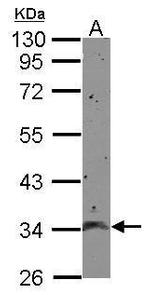 CCDC90A Antibody in Western Blot (WB)