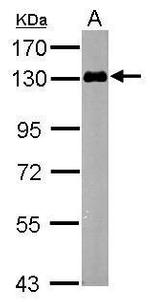 ZPK Antibody in Western Blot (WB)