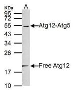 ATG12 Antibody in Western Blot (WB)