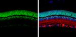 CRX Antibody in Immunohistochemistry (Paraffin) (IHC (P))