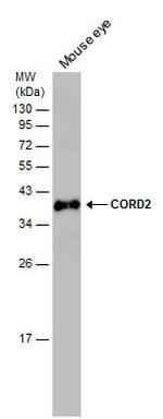 CRX Antibody in Western Blot (WB)