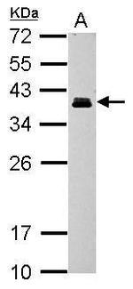 CRX Antibody in Western Blot (WB)