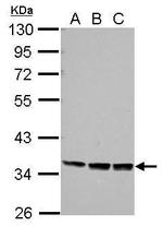 PRR5 Antibody in Western Blot (WB)