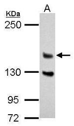 DZIP3 Antibody in Western Blot (WB)