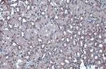 JMJD3 Antibody in Immunohistochemistry (Paraffin) (IHC (P))