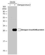 Dengue Virus Type 2 NS4B Antibody in Western Blot (WB)