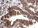 Bcl-xS Antibody in Immunohistochemistry (Paraffin) (IHC (P))