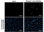 Dengue Virus Type 2 NS1 Antibody in Immunocytochemistry (ICC/IF)