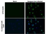 Dengue Virus Type 2 NS1 Antibody in Immunocytochemistry (ICC/IF)