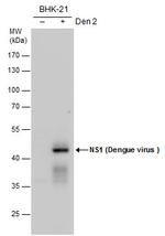 Dengue Virus Type 2 NS1 Antibody in Western Blot (WB)