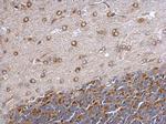 GEF-H1 Antibody in Immunohistochemistry (Paraffin) (IHC (P))