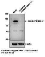 GEF-H1 Antibody in Western Blot (WB)