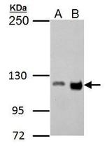 GEF-H1 Antibody in Western Blot (WB)