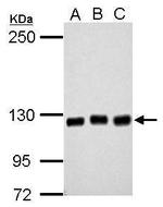 GEF-H1 Antibody in Western Blot (WB)