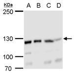 GEF-H1 Antibody in Western Blot (WB)