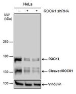 ROCK1 Antibody