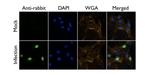 Influenza A PB2 Antibody in Immunocytochemistry (ICC/IF)