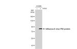 Influenza A PB2 Antibody in Western Blot (WB)