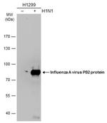 Influenza A PB2 Antibody in Western Blot (WB)