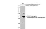 Influenza A M1 Antibody in Western Blot (WB)