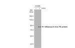 Influenza A PA Antibody in Western Blot (WB)