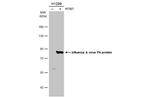 Influenza A PA Antibody in Western Blot (WB)