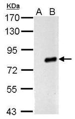 Influenza A PA Antibody in Western Blot (WB)