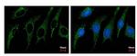 SHMT2 Antibody in Immunocytochemistry (ICC/IF)