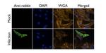 Influenza A M2 Antibody in Immunocytochemistry (ICC/IF)