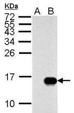 Influenza A M2 Antibody in Western Blot (WB)