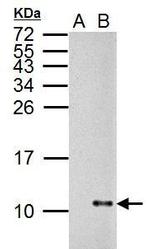 Influenza A NS2 Antibody in Western Blot (WB)