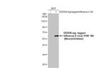 Influenza A H1N1 NA Antibody in Western Blot (WB)