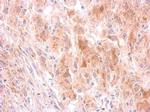 GRB10 Antibody in Immunohistochemistry (Paraffin) (IHC (P))