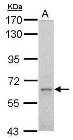 GRB10 Antibody in Western Blot (WB)