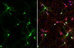 GABA Antibody in Immunocytochemistry (ICC/IF)