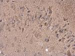 GABA Antibody in Immunohistochemistry (Paraffin) (IHC (P))