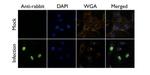 Influenza A NP Antibody in Immunocytochemistry (ICC/IF)