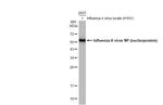 Influenza A NP Antibody in Western Blot (WB)