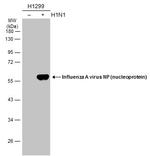 Influenza A NP Antibody in Western Blot (WB)