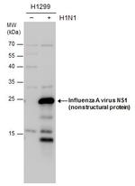 Influenza A NS1 Antibody in Western Blot (WB)