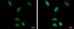 HMGB1 Antibody in Immunocytochemistry (ICC/IF)