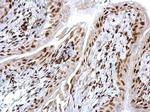 HMGB1 Antibody in Immunohistochemistry (Paraffin) (IHC (P))