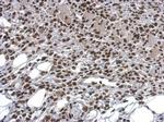 HMGB1 Antibody in Immunohistochemistry (Paraffin) (IHC (P))