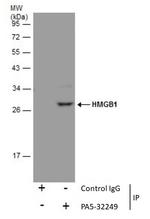 HMGB1 Antibody in Immunoprecipitation (IP)