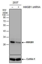 HMGB1 Antibody