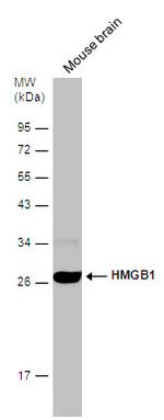 HMGB1 Antibody in Western Blot (WB)